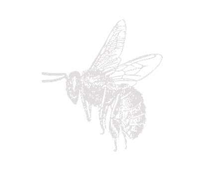 abeille gris droite-1.png